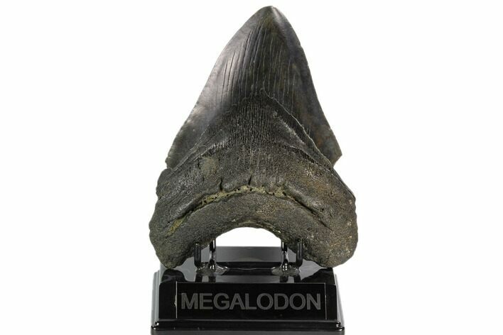 Huge, Fossil Megalodon Tooth - South Carolina #120457